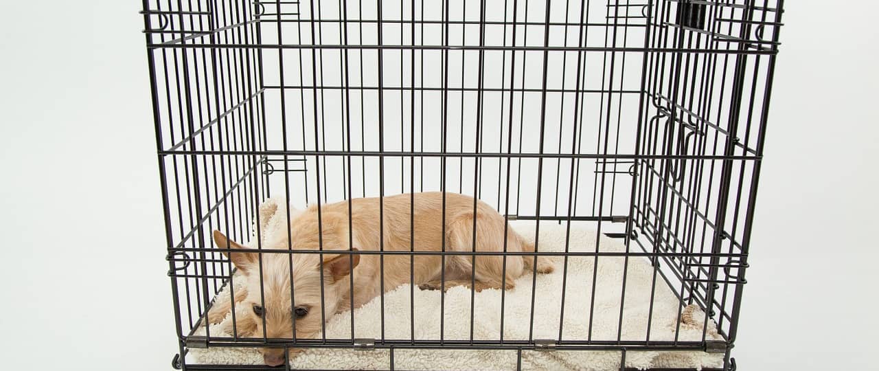 dog cage